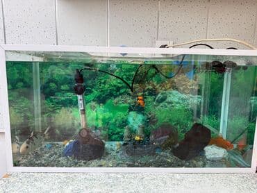 Akvarium satılır. İçində olan bütün dekorlar, temperatur ölçən, su lalafo.az -da Akvarium satılır. İçində olan bütün dekorlar, temperatur ölçən, su
