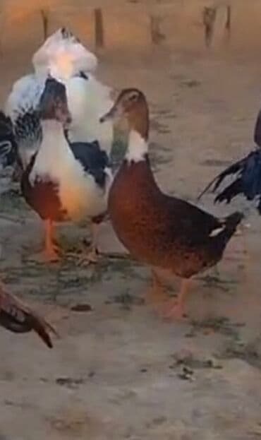 Saqlam heyvanlardi lala ördek qiymeti cütüne ayidir 40 manat - lalafo.az -da Saqlam heyvanlardi lala ördek qiymeti cütüne ayidir 40 manat -