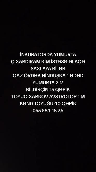 İNKUBATORA YUMURTA QOYMAQ İSTƏYƏN ƏLAQƏ SAXLAYA BİLƏR ÜNVAN MƏRDƏKAN at lalafo.az İNKUBATORA YUMURTA QOYMAQ İSTƏYƏN ƏLAQƏ SAXLAYA BİLƏR ÜNVAN MƏRDƏKAN