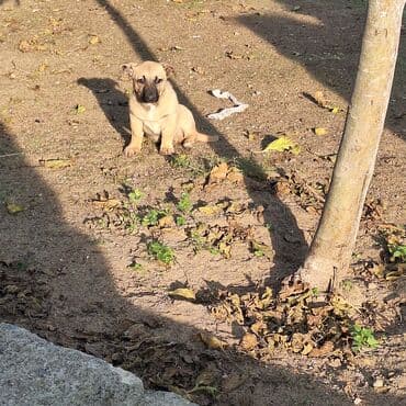 3 ay, Dişi, Ünvandan götürmə lalafo.az -da 3 ay, Dişi, Ünvandan götürmə