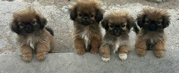 Pekines, 2 ay, Erkek, Sənədli, Ünvandan götürmə lalafo.az -da Pekines, 2 ay, Erkek, Sənədli, Ünvandan götürmə