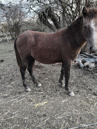 Dişi, il: 2 lalafo.az -da Dişi, il: 2