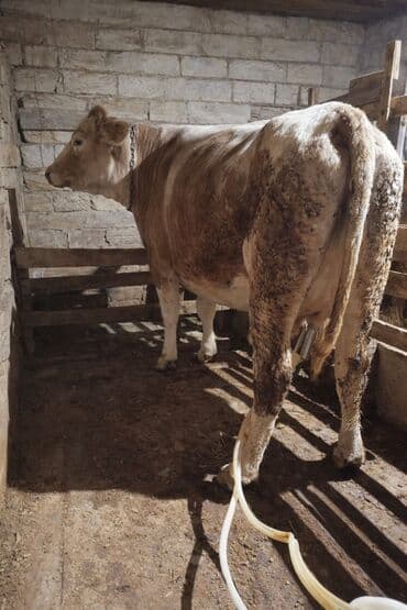 Birinci qarina duye 20 gundur dogub 16 lite sud.bala disi lalafo.az -da Birinci qarina duye 20 gundur dogub 16 lite sud.bala disi