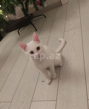 Erkək, Yaxşı əllərə, Ödənişli çatdırılma lalafo.az -da Erkək, Yaxşı əllərə, Ödənişli çatdırılma