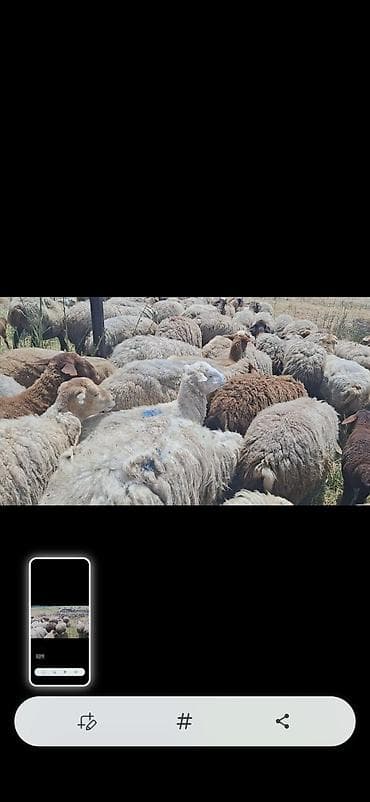 Dişi, il: 10, 50 kq, Damazlıq, Ünvandan götürmə lalafo.az -da Dişi, il: 10, 50 kq, Damazlıq, Ünvandan götürmə