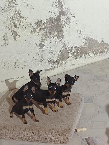Miniatür pinçer, 2 ay, Dişi, Peyvəndli lalafo.az -da Miniatür pinçer, 2 ay, Dişi, Peyvəndli