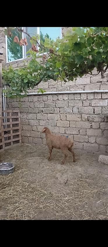 Erkey quzudu 12 klo eti olar cunki bordaq quzusudu at lalafo.az Erkey quzudu 12 klo eti olar cunki bordaq quzusudu