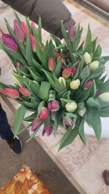 Bitki dərmanları: Məhsul: Lalə gülləri və lalə soğanlarından istixana yetişdirilməsi lalafo.az -da — 1 Bitki dərmanları: Məhsul: Lalə gülləri və lalə soğanlarından istixana yetişdirilməsi — 1