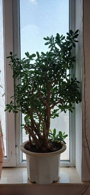 Эксклюзив. Денежное дерево-Pul Ağaci В единственном экземпляре.10,15 и lalafo.az -da Эксклюзив. Денежное дерево-Pul Ağaci В единственном экземпляре.10,15 и
