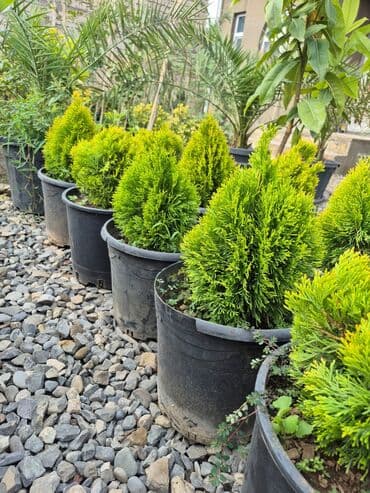 Bağ və landşaft üçün iynəyarpaqlı dekorativ bitkilər - Thuja lalafo.az -da Bağ və landşaft üçün iynəyarpaqlı dekorativ bitkilər - Thuja