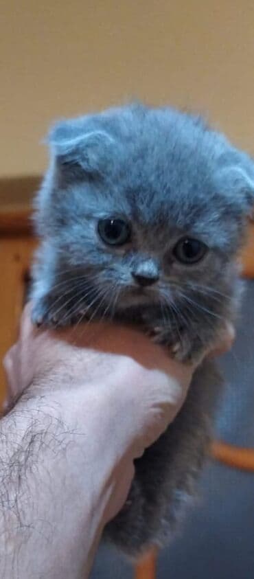 Britan yastı qulaq, Yaxşı əllərə, Ünvandan götürmə, Ödənişli çatdırılma lalafo.az -da Britan yastı qulaq, Yaxşı əllərə, Ünvandan götürmə, Ödənişli çatdırılma