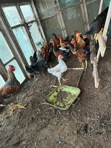 Toyuq, Damazlıq lalafo.az -da Toyuq, Damazlıq