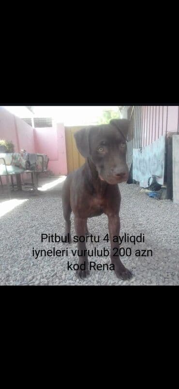 Pitbul, 4 ay, Erkek, Peyvəndli lalafo.az -da Pitbul, 4 ay, Erkek, Peyvəndli