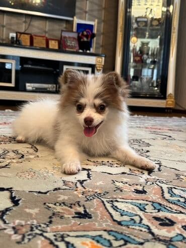 Şpitz, 4 ay, Erkek, Peyvəndli, Pulsuz çatdırılma, Ünvandan götürmə lalafo.az -da Şpitz, 4 ay, Erkek, Peyvəndli, Pulsuz çatdırılma, Ünvandan götürmə