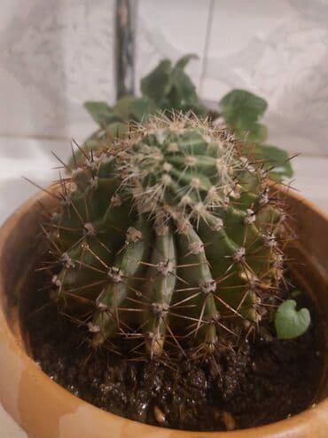 Kaktus 3 azn lalafo.az -da Kaktus 3 azn