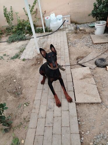 Doberman, 1 il, Erkek, Peyvəndli, Ünvandan götürmə lalafo.az -da Doberman, 1 il, Erkek, Peyvəndli, Ünvandan götürmə
