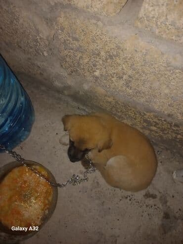 Balaca it balası – qarışıq cins - Yaşı: təxminən 1–2 aylıq baladır - lalafo.az -da Balaca it balası – qarışıq cins - Yaşı: təxminən 1–2 aylıq baladır -