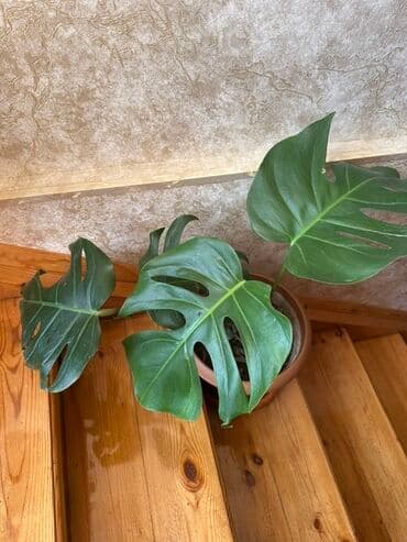 Monstera deliciosa – iri yarpaqlı tropik otaq bitkisi - Növ: Monstera lalafo.az -da Monstera deliciosa – iri yarpaqlı tropik otaq bitkisi - Növ: Monstera