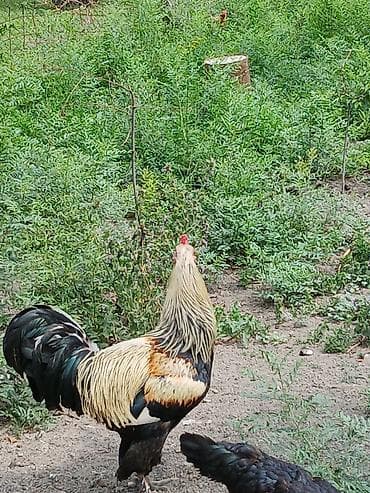 Xoruz, il: 2, Ödənişli çatdırılma lalafo.az -da Xoruz, il: 2, Ödənişli çatdırılma