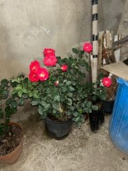 Удобрения: Ətirli pelargonium (sardunya) – iri, sıx yarpaqlı otaq bitkisi. - at lalafo.az — 7 Удобрения: Ətirli pelargonium (sardunya) – iri, sıx yarpaqlı otaq bitkisi. - — 7