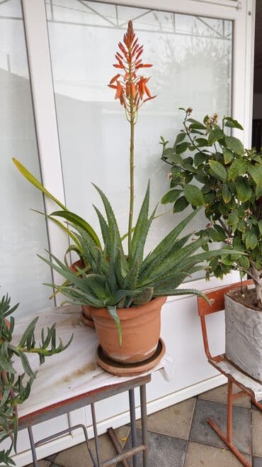 Müalicəvi aloe, tez-tez çiçəkləyir lalafo.az -da Müalicəvi aloe, tez-tez çiçəkləyir