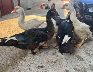 Erkək, | Lal ördək, Ətlik, Ünvandan götürmə lalafo.az -da Erkək, | Lal ördək, Ətlik, Ünvandan götürmə