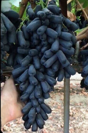 Ləpələr: Üzüm tingləri və süfrə-sortları - Avatar (şirin barmaqvari qara lalafo.az -da — 7 Ləpələr: Üzüm tingləri və süfrə-sortları - Avatar (şirin barmaqvari qara — 7