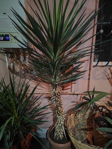 2 ədəd yukka.real alicilara vatsapda ölçüləri dəqiq atilacaq lalafo.az -da 2 ədəd yukka.real alicilara vatsapda ölçüləri dəqiq atilacaq