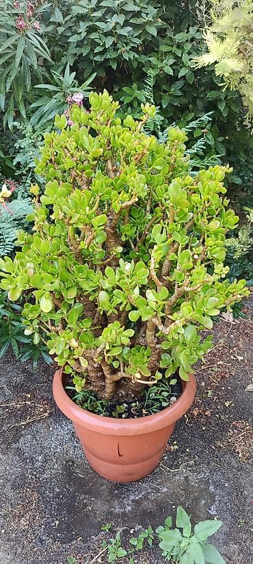 Bitki: Crassula ovata (Pul ağacı, Jade Plant) – iri, çoxgövdəli nümunə lalafo.az -da Bitki: Crassula ovata (Pul ağacı, Jade Plant) – iri, çoxgövdəli nümunə