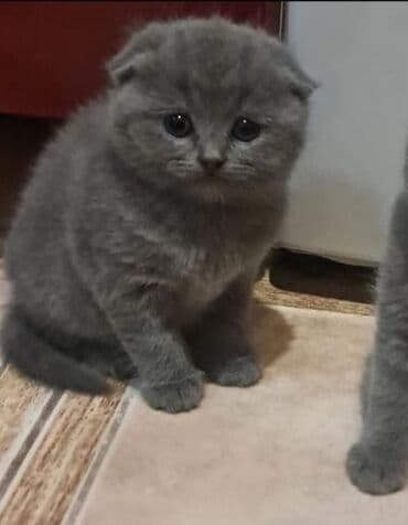 Şotland, Dişi, Yaxşı əllərə, Ünvandan götürmə lalafo.az -da Şotland, Dişi, Yaxşı əllərə, Ünvandan götürmə