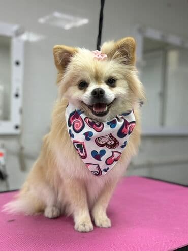 Информатика: Шпиц, 10 месяцев, Самка, С прививками, Самовывоз at lalafo.az — 2 Информатика: Шпиц, 10 месяцев, Самка, С прививками, Самовывоз — 2