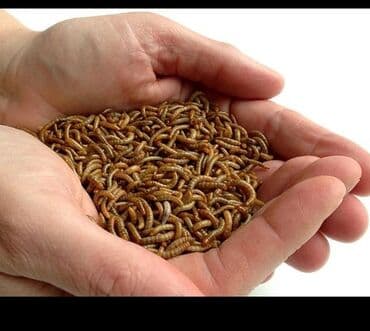 Un qurdu. Bütün qanadlı heyvanlar üçün canlı yem. Protein qaynağıdır lalafo.az -da Un qurdu. Bütün qanadlı heyvanlar üçün canlı yem. Protein qaynağıdır