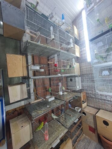 Salam Hazir biznes.10 cut volnistir 3cut lutino korella 1tek erkey lalafo.az -da Salam Hazir biznes.10 cut volnistir 3cut lutino korella 1tek erkey