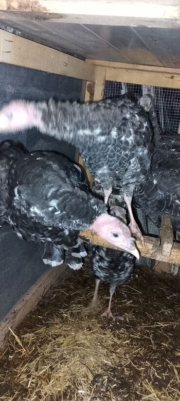 5 aylıq Hinduşkalar satılır.10 ədəd lalafo.az -da 5 aylıq Hinduşkalar satılır.10 ədəd