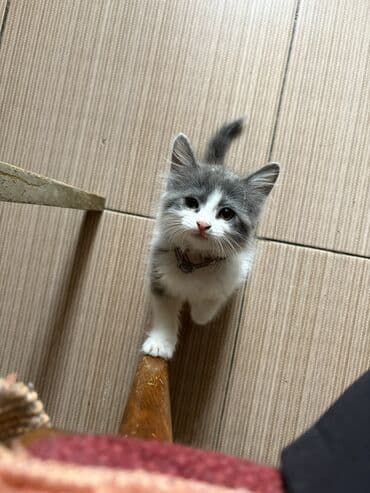 Yaxşı əllərə lalafo.az -da Yaxşı əllərə