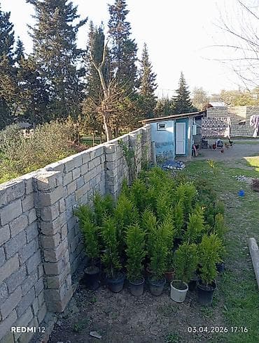 Thuja (zər evergreen) şitilləri – - Növ: dekorativ iynəyarpaqlı lalafo.az -da Thuja (zər evergreen) şitilləri – - Növ: dekorativ iynəyarpaqlı
