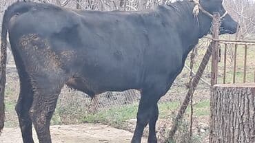 Great Wall: Təmiz qan ivanovka sortu erkək dana damazlığa satılır buğalıqdı 470 lalafo.az -da — 3 Great Wall: Təmiz qan ivanovka sortu erkək dana damazlığa satılır buğalıqdı 470 — 3