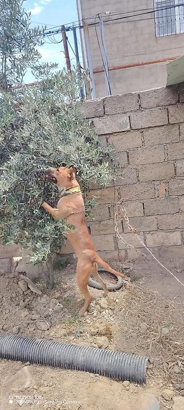 Salam 11 aylix təmiz pitbuldur admala qəti işi yoxdur bütün vaksinleri at lalafo.az Salam 11 aylix təmiz pitbuldur admala qəti işi yoxdur bütün vaksinleri