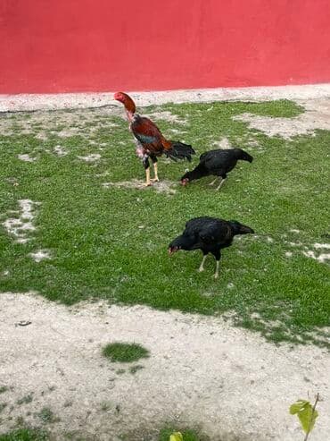 Gördüyünüz heyvanların mayalı yumurtaları satılır təmiz qan sosyet lalafo.az -da Gördüyünüz heyvanların mayalı yumurtaları satılır təmiz qan sosyet