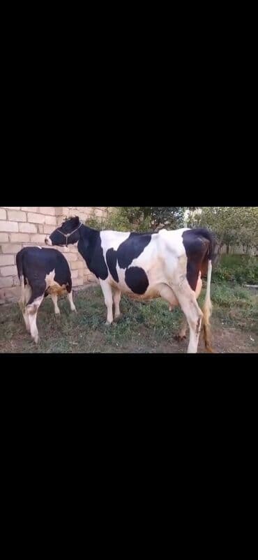 Saxanlı alaca inək və buzov dəsti. - Cins: Holştayn tipli, qara‑ağ lalafo.az -da Saxanlı alaca inək və buzov dəsti. - Cins: Holştayn tipli, qara‑ağ