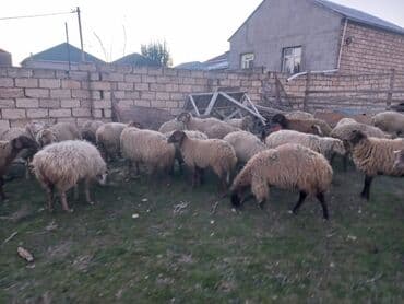 Dişi, il: 1, Damazlıq, Südlük, Ətlik, Ünvandan götürmə lalafo.az -da Dişi, il: 1, Damazlıq, Südlük, Ətlik, Ünvandan götürmə