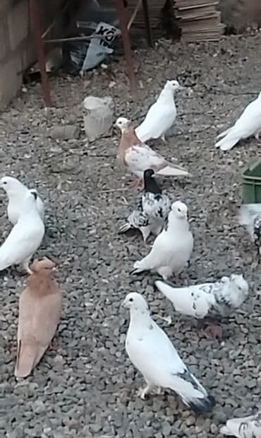 Məqsədli damazlıq və uçuş üçün müxtəlif rəng və naxışlarda ev lalafo.az -da Məqsədli damazlıq və uçuş üçün müxtəlif rəng və naxışlarda ev