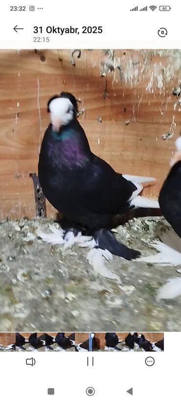 Super ağbaş iri balalar.biri ərkəy ikisi.mayadir.rək 50 azn.ikisi 90 lalafo.az -da Super ağbaş iri balalar.biri ərkəy ikisi.mayadir.rək 50 azn.ikisi 90