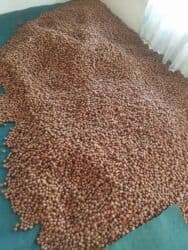 Fındıq öz şexsi bağının məhsul du ici dolu quru çox çəkidə gotrne lalafo.az -da Fındıq öz şexsi bağının məhsul du ici dolu quru çox çəkidə gotrne