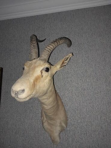 Dekorativ ov trofeyi – dağ keçisi başı (divar büstü) - Material lalafo.az -da Dekorativ ov trofeyi – dağ keçisi başı (divar büstü) - Material