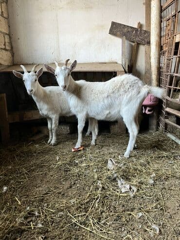 Dişi, Zanen, il: 1, 40 kq, Südlük, Ünvandan götürmə lalafo.az -da Dişi, Zanen, il: 1, 40 kq, Südlük, Ünvandan götürmə