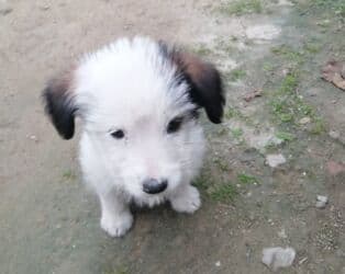 Zvonok, 3 ay, Erkek lalafo.az -da Zvonok, 3 ay, Erkek