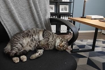 Erkək, Yaxşı əllərə lalafo.az -da Erkək, Yaxşı əllərə