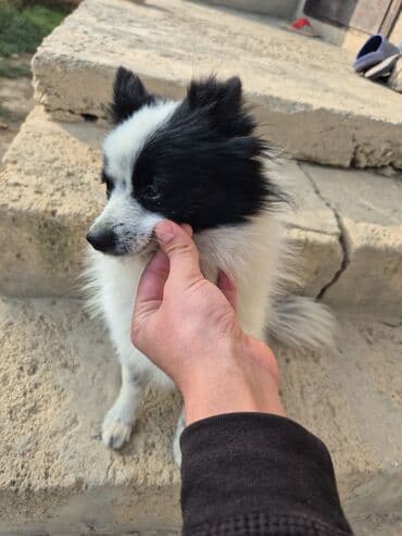 Brilliance: Şpitz, Erkek lalafo.az -da — 3 Brilliance: Şpitz, Erkek — 3