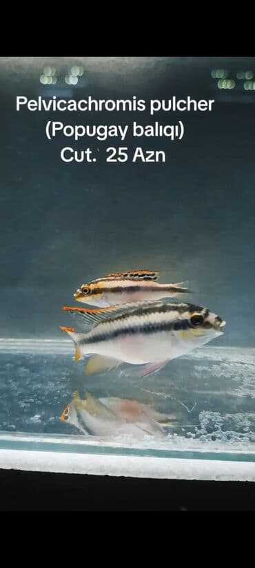Pelvicachromis pulcher. Cut. 25 Azn. ( SON QiYMET !!! ) WhatsApp lalafo.az -da Pelvicachromis pulcher. Cut. 25 Azn. ( SON QiYMET !!! ) WhatsApp